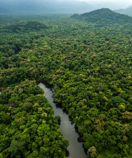 Regn i skogen - Inca Tours
